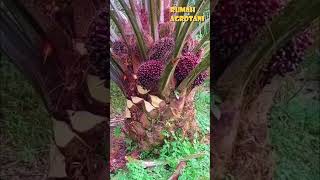 Download lagu Begini Cara Panen Kelapa Sawit mp3