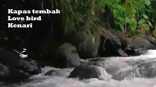 Download lagu Terapi suara air, kapas tembak, Lovebird dan Kenari mp3