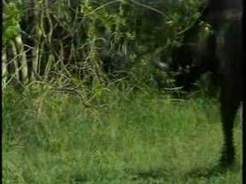 Djuma PM Drive - Buffalo Herd 11/18/07 - 2