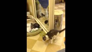 Kitty recovered from frostbite. Jack Frost&#39;s happy tail!