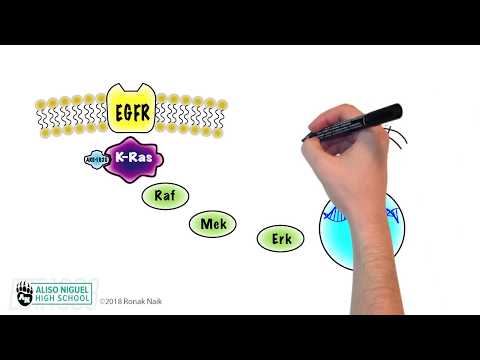 The Ras, Raf, Mek, Erk Pathway
