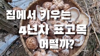[시골일상 브이로그] 4년차 표고목 어떨까? 비왔으니 표고 따러 감