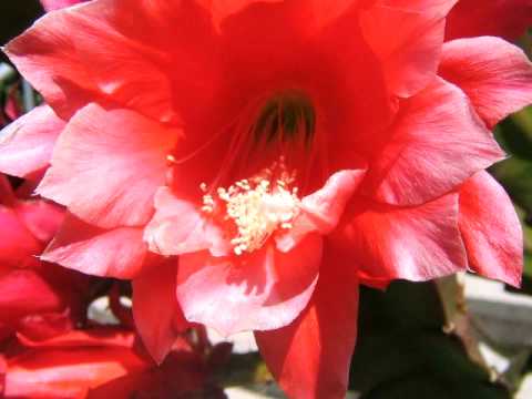 Grupi LIRA - Dua më shumë Shqipërinë