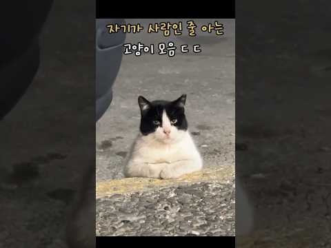 자기가 사람인줄 아는 고양이 모음