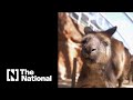 How kangaroos communicate with humans