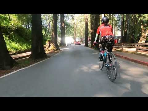 Larkspur Redwood Trees Marin California