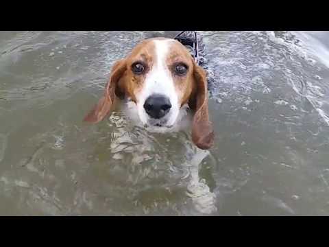 VIRAL || NEMENIN DOLAR SWIMMING DI PANTAI