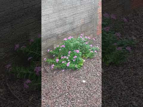 Chuva Em Cerejeiras Rondônia