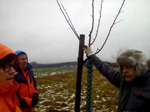 Obstbaumschnitt auf unserer Streuobstwiese