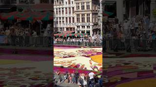 Flower Carpet 2026 in Brussels🇧🇪 ブリュッセルで2年に一度開催されるお花の祭典💐日本人デザイナーが手掛ける作品が広場を大きく彩ります🩷 #海外在住日本人