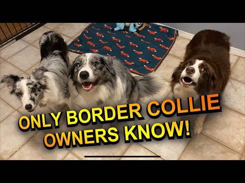 féregkészítmények collie kórhoz