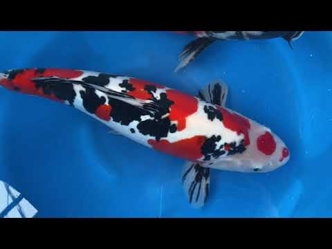 202012 SP-XTAK01 Takahashi Sansai D Showa D Sanke 49-54cm