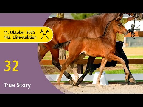 No. 32 True Story by True Hope PS - Danciano | 142nd Verden Elite Auction, October 11