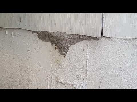Yellow Jacket Nest Under the Siding in Allentown, NJ