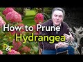 How to Prune Hydrangea (A Martin Masterclass!) - Pots & Trowels