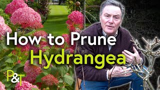 How to Prune Hydrangea (A Martin Masterclass!) - Pots & Trowels