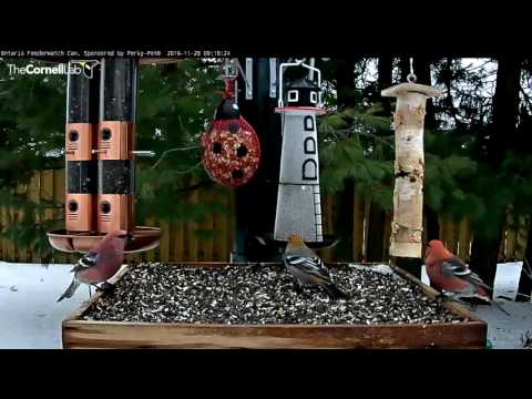 Plumage Variation in Male Pine Grosbeaks - Nov. 28, 2016