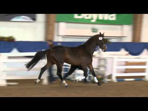 Diamant de Semilly - Quick Star - KN 58