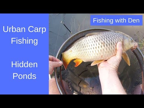 Urban Carp Fishing - Hidden Ponds Tight Swims Lots of Carp