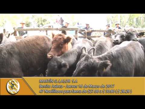 Venta de Hacienda al kilo - Martín G. Lalor S.A - B. Juárez