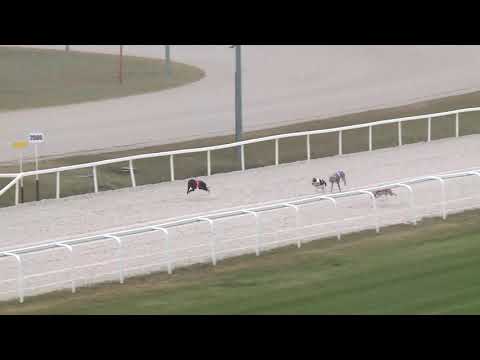 2018.11.25. - agár futam