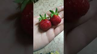 Клубника Мара де Буа: отзывы, описание сорта, фото, видео, отзывы ...