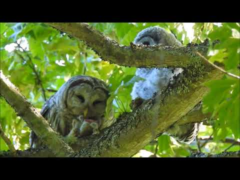 The Barred owl's breakfast
