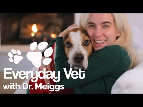 Cats and Dogs Food Safety  | How to keep your pets safe this Thanksgiving