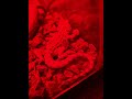 One Hour Of Sleep Music For Your Bearded Dragon Reptile Sleep Music BrainStrong Fun Hours