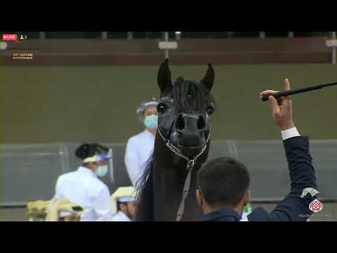 N 424 AL MURTHAJIZ AL REEH   23rd Qatar National Arabian Horse Show   Stallions 4 6 Years Old Class