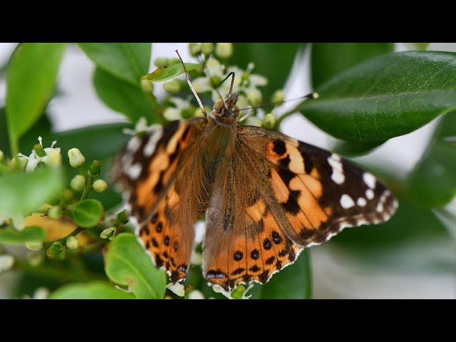Ilex glabra videó kiejtése Angol-ben