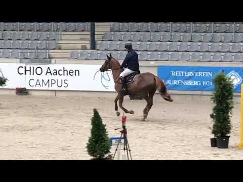 Voyage 9 y/o mare by Vigo DÁrsouilles x Kannan x Darco