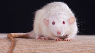 Facts & Myths | Pet Rats