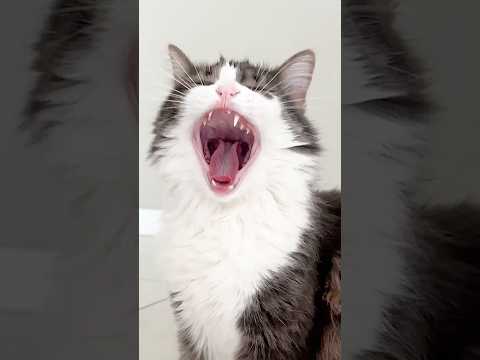 Cat Stole Money 🐈❤️😢 #cats #cat