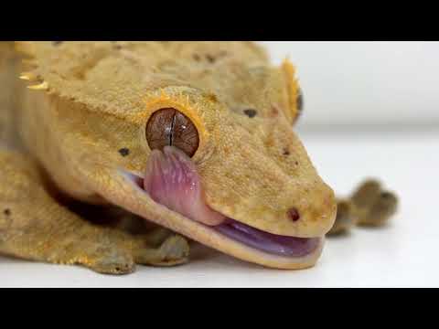 Crested Gecko Licks Eye