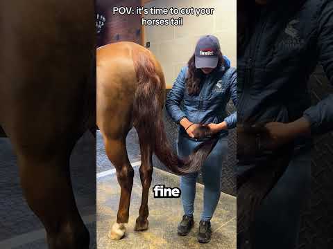 Perché La Coda Del Cavallo Va Spuntata?!🐴
