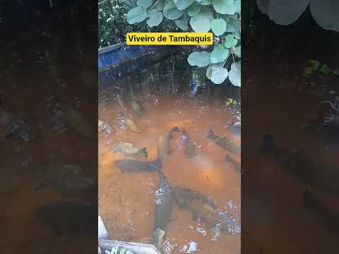Viveiro de Tambaquis em Balneário 3 Irmãos na cidade de Iranduba no Amazonas