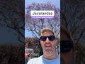 Jacarandas: L.A.’s Beloved Purple Transplant!