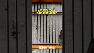 Download lagu VOKAL TERBAIK KENARI TEMBAKAN KASAR‼️ #kenarigacor mp3