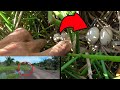 Seperti Inilah Sarang Burung Ruak Ruak Atau Wak Wak