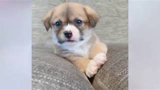 Cute little puppies part 2