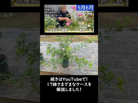 マグノリアの花は開花後にいつ切るのですか？本当に必要なのでしょうか？いつ植物を剪定するのですか？  庭園