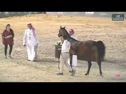 N 121 ROYAL ASSELAH   Qassim Arabian Horse Show   Mares 7 9 Years Old Class 5