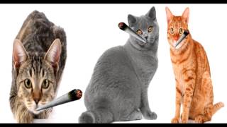 Pussy Pussy Pussy Marijuana for 10min