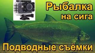 На что клюет зимой сиг