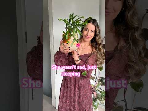 Christmas cactus Glow Up! From a Kokedama to Cacti Soil And Blooms | Schlumbergera