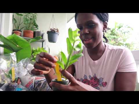 HUGE Carmela Orchids Haul & Unboxing | Nov 2021| Madison's Fragrant Deal | Birthday Orchid Haul