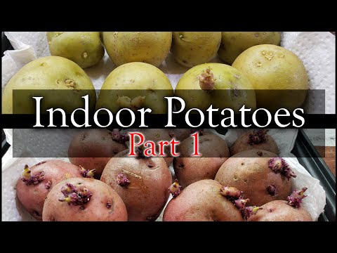 How To Grow An Onion From An Onion Bottom 2019