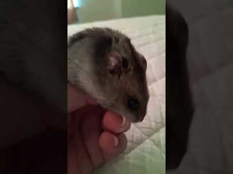 hamster#idk
