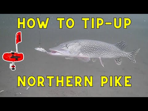 How To Tip-Up Fish Northern Pike (Complete Guide)